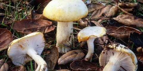 Hygrofor golden: da li je moguće jesti, opis i fotografija